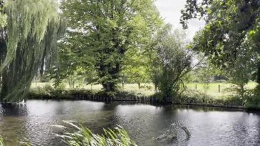 Hafif Rüzgâr Ağaçların Arasında ve Suyun Üzerinde