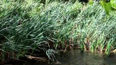 Slender Water Reeds Bordering A Calm Body Of Water