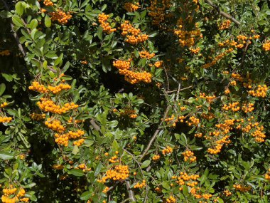This vibrant close-up photograph captures a dense bush of lush green foliage heavily laden with bright, clustered orange berries. 