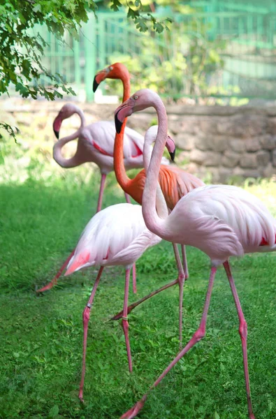 Rosafarbene Flamingos Spazieren Grünen Sommergarten — Stockfoto
