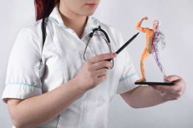 Bir insan anatomik model, vücut parçaları işaret tutan bir doktor kadın. Tıbbi ve bilimsel kavram.