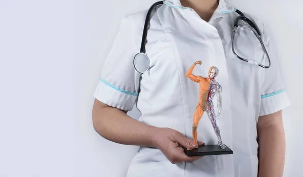 A doctor woman with stethoscope holding a human anatomical model. Medical and scientific concept.