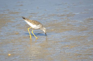 Lagün üzerinde küçük sarıbacak