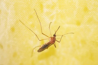 Serçeler fırtına sırasında bir çatı altında korunuyor.                                                 