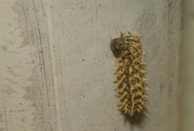 Mottarlar dar yolda bisiklet sürüyorlar.                       