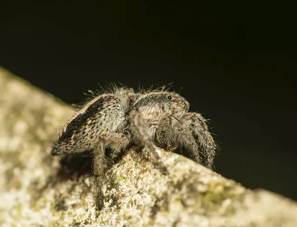 Mottards Svých Kolech Úzké Silnici — Stock fotografie