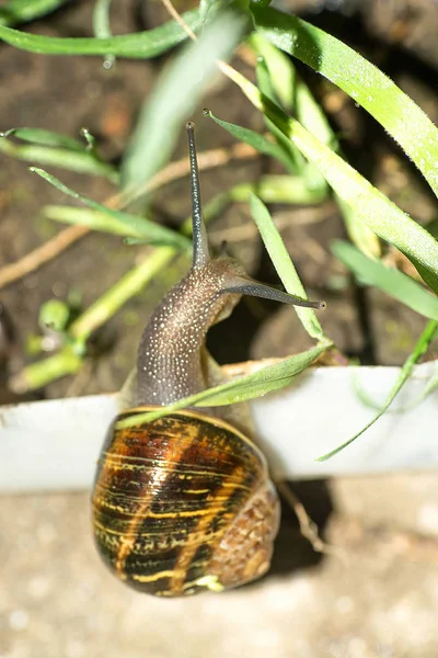 Mottards Chevauchant Leurs Vélos Sur Une Route Étroite — Photo