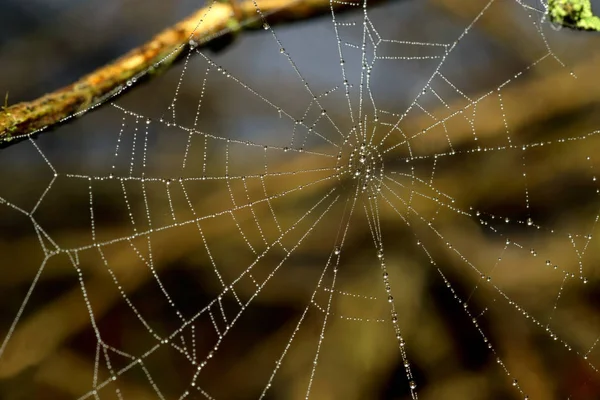 Mottarlar Dar Yolda Bisiklet Sürüyorlar — Stok fotoğraf