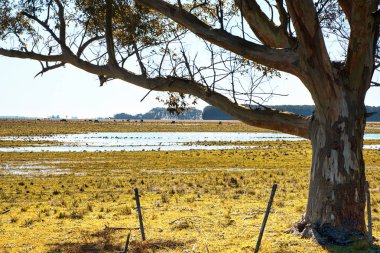 Mottarlar dar yolda bisiklet sürüyorlar.                       