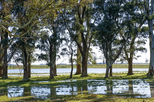 Überflutete Weideflächen Und Eukalyptusbäume Argentinien — Stockfoto