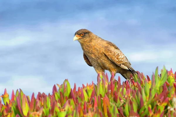 Mottards Cavalcando Loro Biciclette Sustrada Stretta — Foto Stock