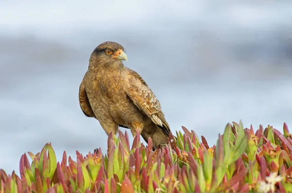 Chimango Caracara Arroccato Cespuglio Vicino Alla Costa — Foto Stock