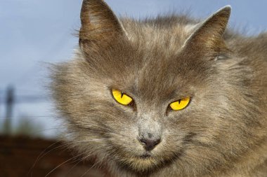 Sahilde güneş doğuyor Dawn          