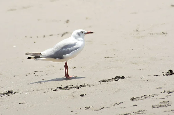 Grey Headed Seagull Sand — 스톡 사진