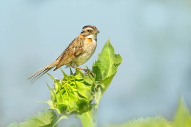 Paslı yakalı serçe bir ayçiçeğine tünemiş.    