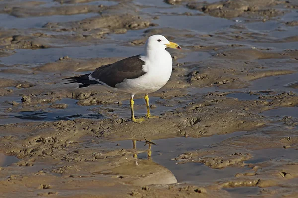 Olrogs Seagull Perched Sand — 스톡 사진