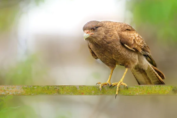 Chimango Caracara Kuşu Bir Direğe Tünedi — Stok fotoğraf