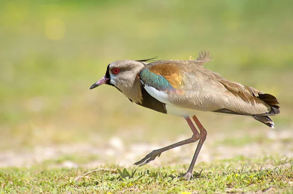 Kiebitz Jagt Insekten Auf Der Wiese — Stockfoto