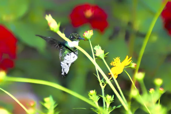 Cantarolando Pássaro Jardim Flores — Fotografia de Stock