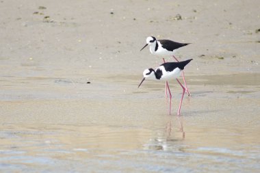 Çayırlarda çikletli at otlağı