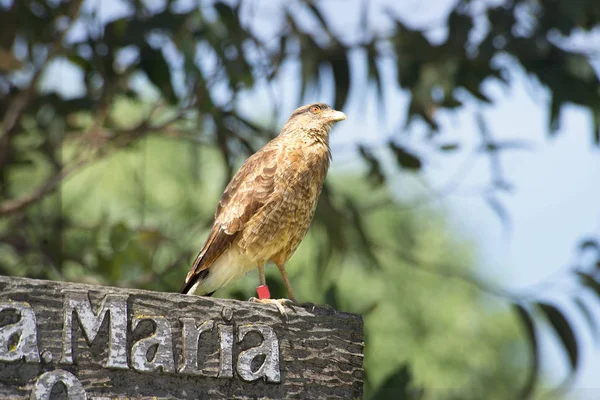 Peckled Cavallo Grazin Sui Campi Pascolo — Foto Stock