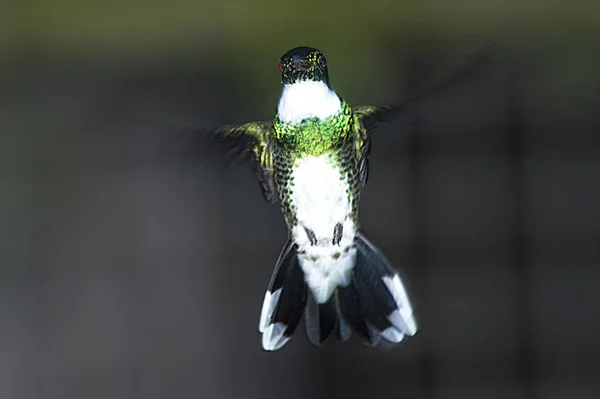 Pecklade Hästbeten Betesmarkerna — Stockfoto