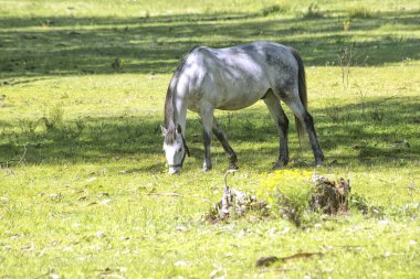 Çayırlarda çikletli at otlağı