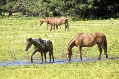 Atlar Buenos Aires, Arjantin 'deki çayırlarda su içiyorlar.   