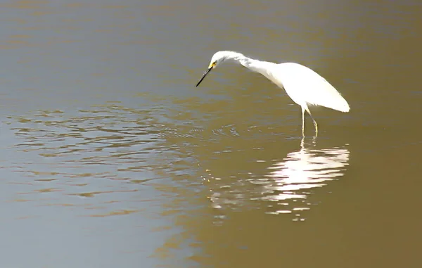 Garza Blanca Pesca Lago Reflexionar Sobre Agua — Foto de Stock