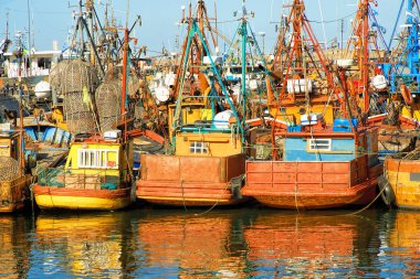 Sahada burrowing baykuş ailesi 