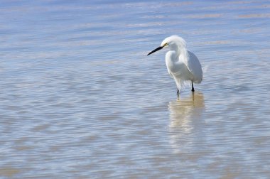 Sahada burrowing baykuş ailesi 