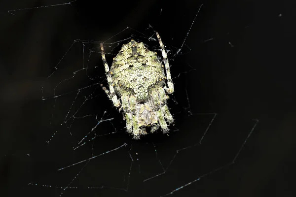 蜘蛛在网梳在夜间 — 图库照片