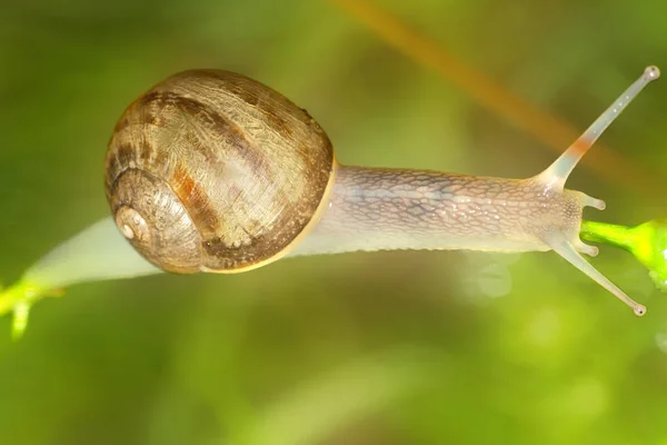 Burrowing Uilen Familie Het Veld — Stockfoto