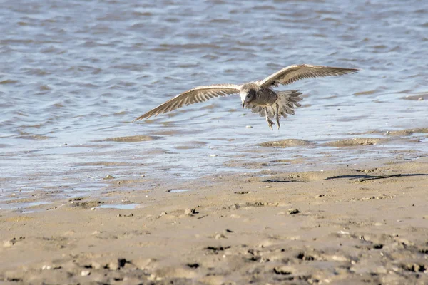 オログス湖の砂の上を飛ぶカモメ — ストック写真