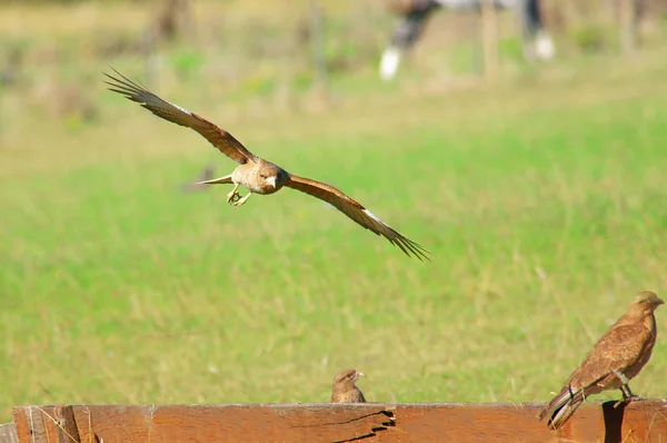 Uccello Rapace Che Vola Sui Prati — Foto Stock