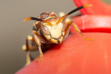 Kağıt takip ben wasp 