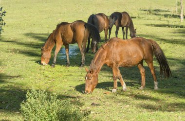 Çim sahada otlayan atlar 