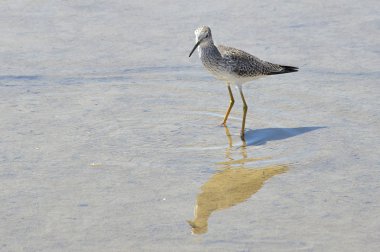 Daha az sarı bacakları ve onun içinde lke yansıtacak