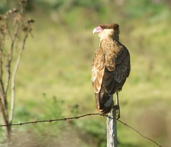 Bir Direğe Tünemiş Güney Tepeli Caracara — Stok fotoğraf