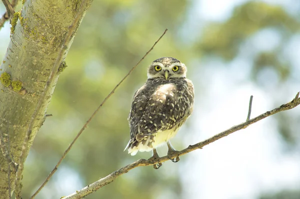 Búho Prestamista Posado Rama — Foto de Stock