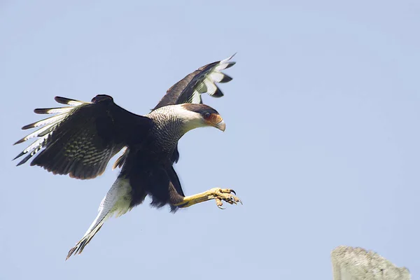 Sud Crested Caracara Volo — Foto Stock