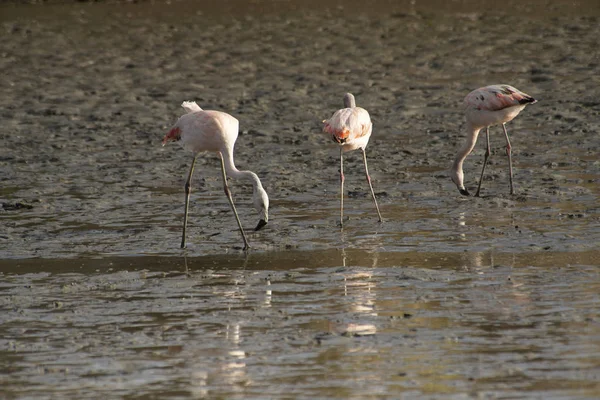Austral Flamingos Fiske Sjön — Stockfoto