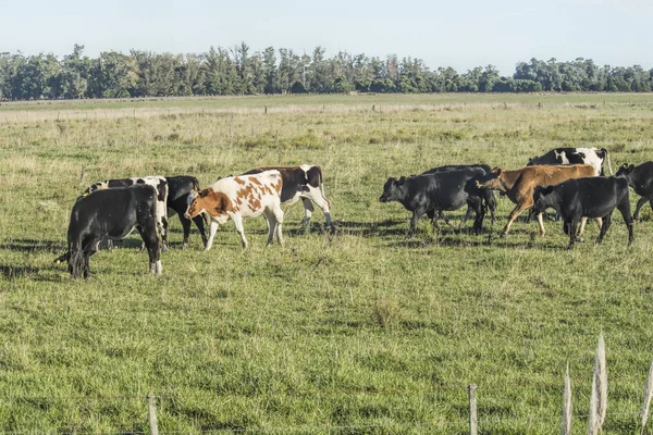 Caws Grazing Pasture Fields Argentina — Stock Photo, Image