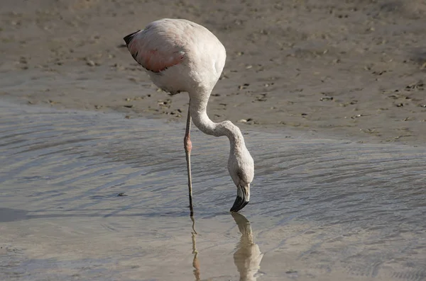 Austral Flamingo Fiske Sjön Laguna Mar Chiquita Buenos Aires Argentina — Stockfoto