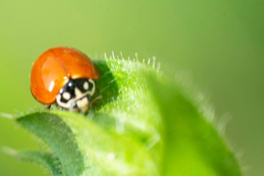 Uğur böceği, uğurböceği, yeşil bir yaprağa tünemiş