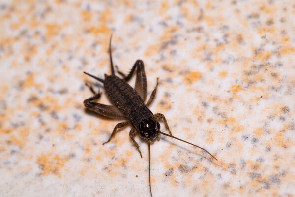 Крикетное насекомое на земле