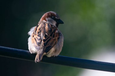 Serçe kabloda dinleniyor