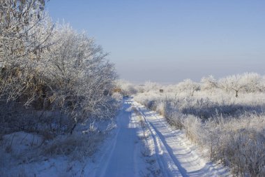 Donmuş çalıların arasından geçen yol