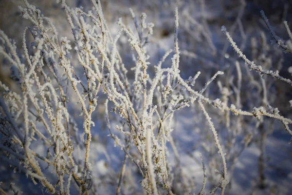 Замороженная Трава Белом Фоне Снега — стоковое фото