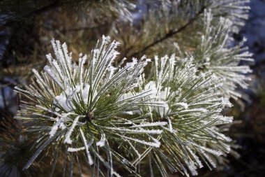 Donmuş bir ladin Dalı
